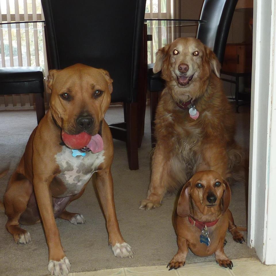 half golden retriever half dachshund n7rk callsign lookup by qrz ham radio half golden retriever half dachshund n7rk callsign lookup by qrz ham radio