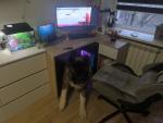 Roast My Desk