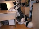 Your desk