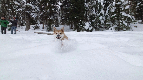 Snow 2 Snow 2