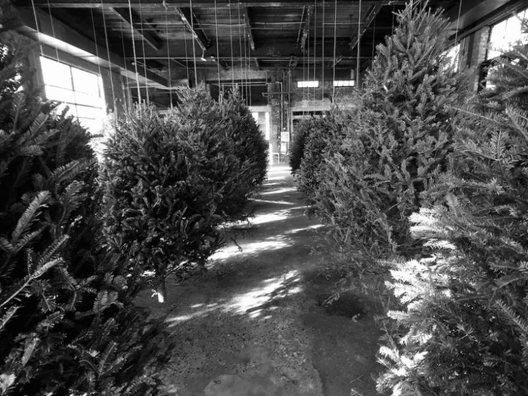 Trees7 Trees7