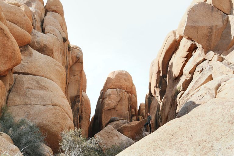 Joshua Tree 16 Joshua Tree 16