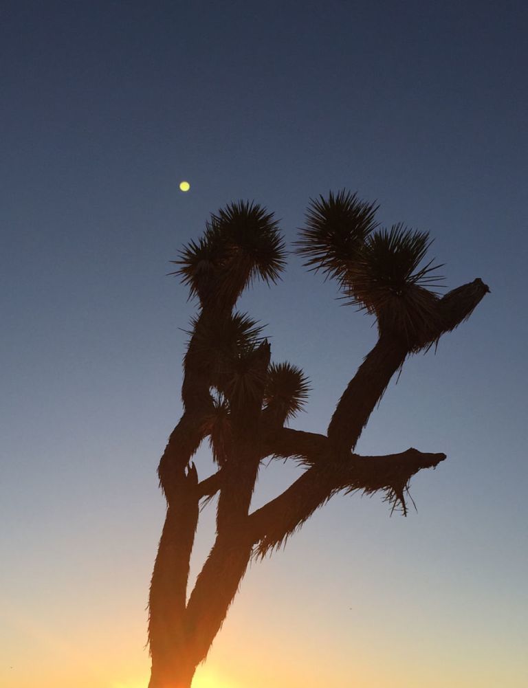 Joshua Tree 20 Joshua Tree 20