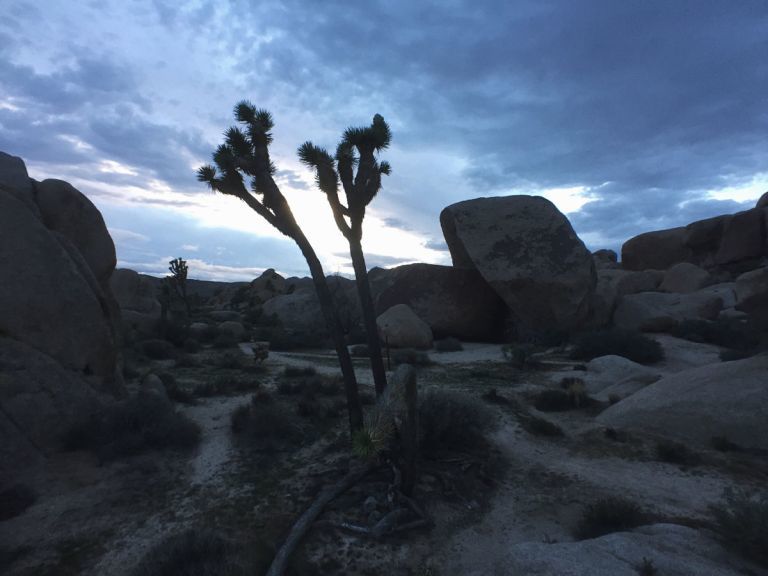Joshua Tree 21B Joshua Tree 21B