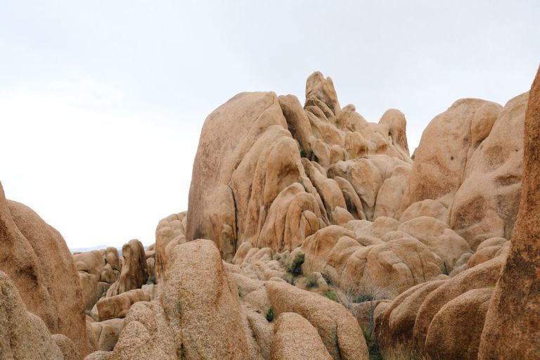 Joshua Tree 8 Joshua Tree 8