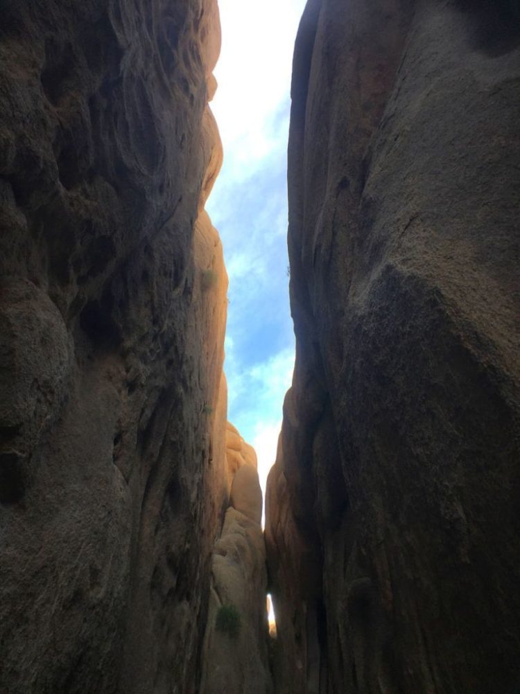 Joshua Tree 18A Joshua Tree 18A