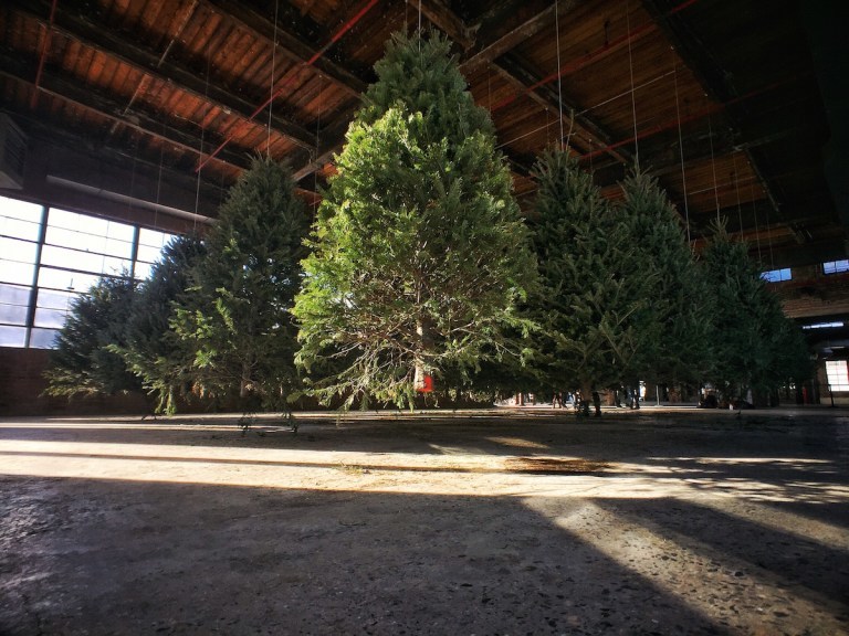 Trees1 Trees1