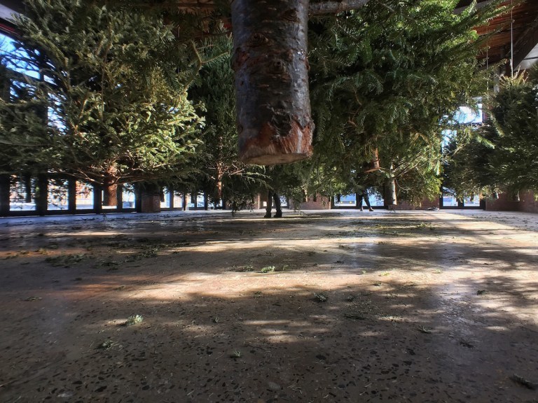 Trees2 Trees2
