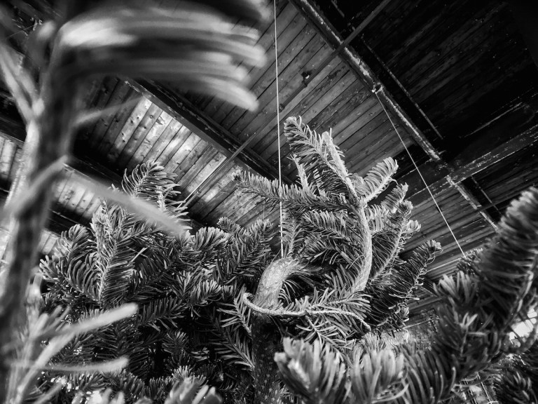 Trees6 Trees6
