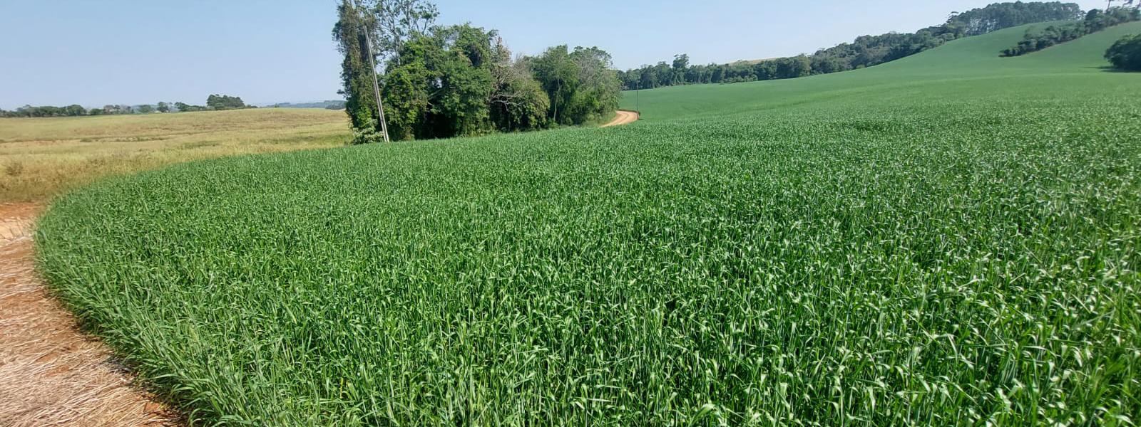 Erechim ÁREAS RURAIS PARA PLANTIO