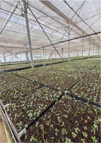 apps nurseries produce