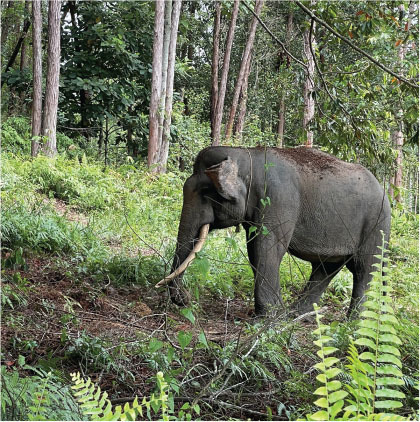 elephant sanctuary
