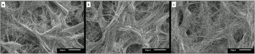 scanning electron microscope images