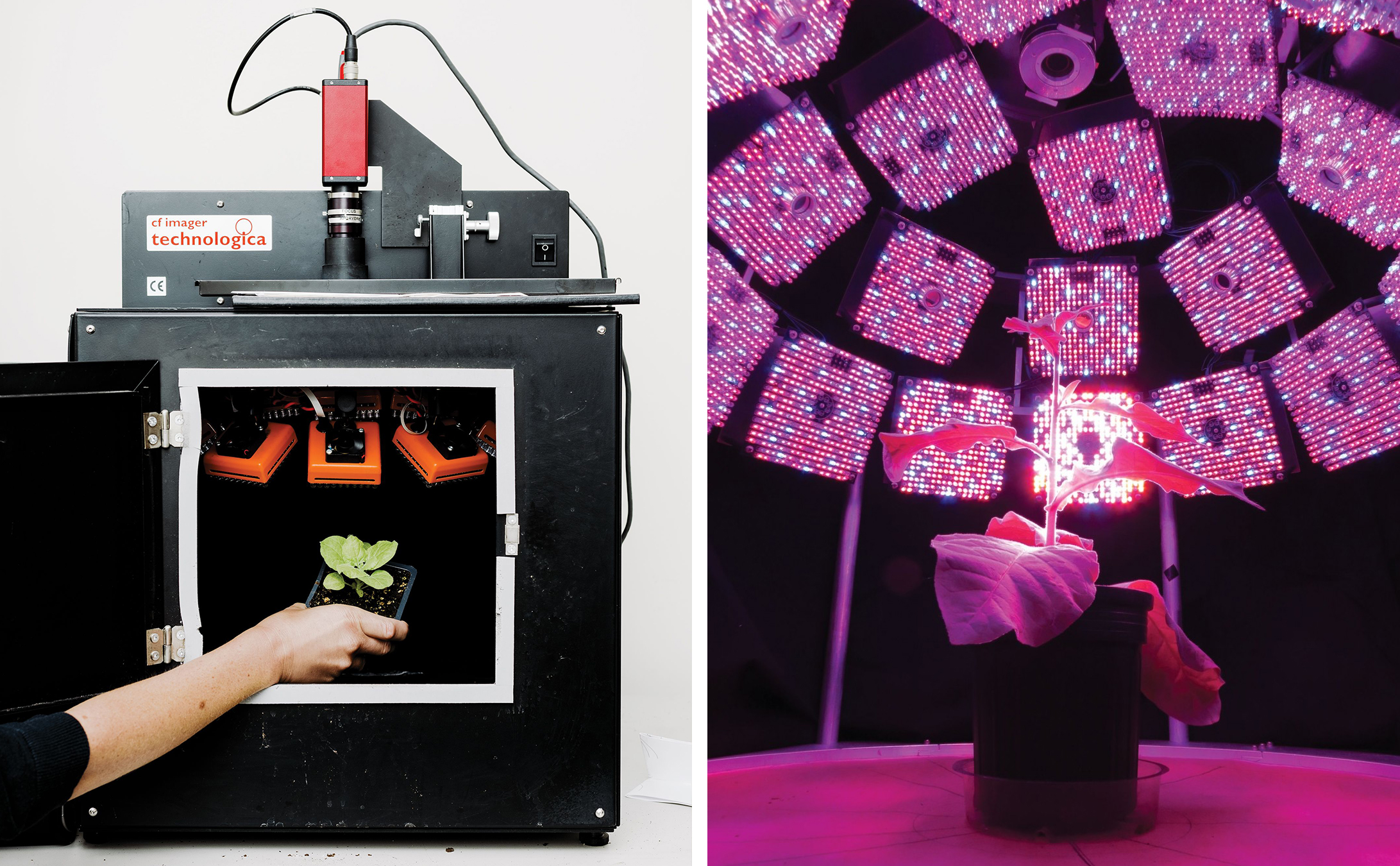 Izquierda: Un detector de fluorescencia expone a las plantas a destellos de luz brillante para medir la rapidez con que responden a los niveles de luz cambiantes. <br> Derecha: Una vista dentro del generador de imágenes de fluorescencia.