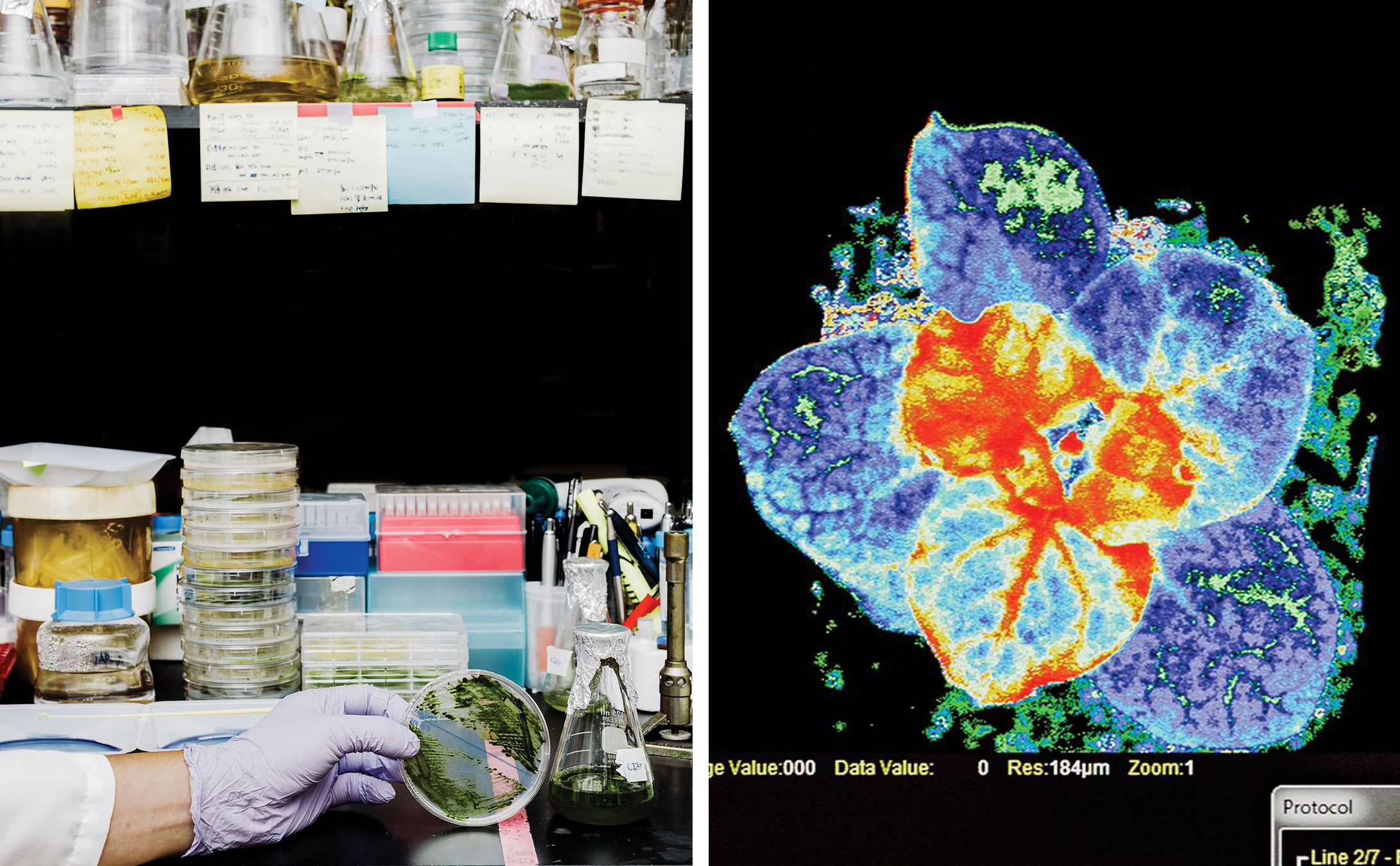 A la izquierda: Algunas de las investigaciones básicas sobre la biología molecular de la fotosíntesis se realizan en algas en placas de Petri. Derecha: Un mapa de la clorofila en una planta, hecho por un generador de imágenes de fluorescencia.