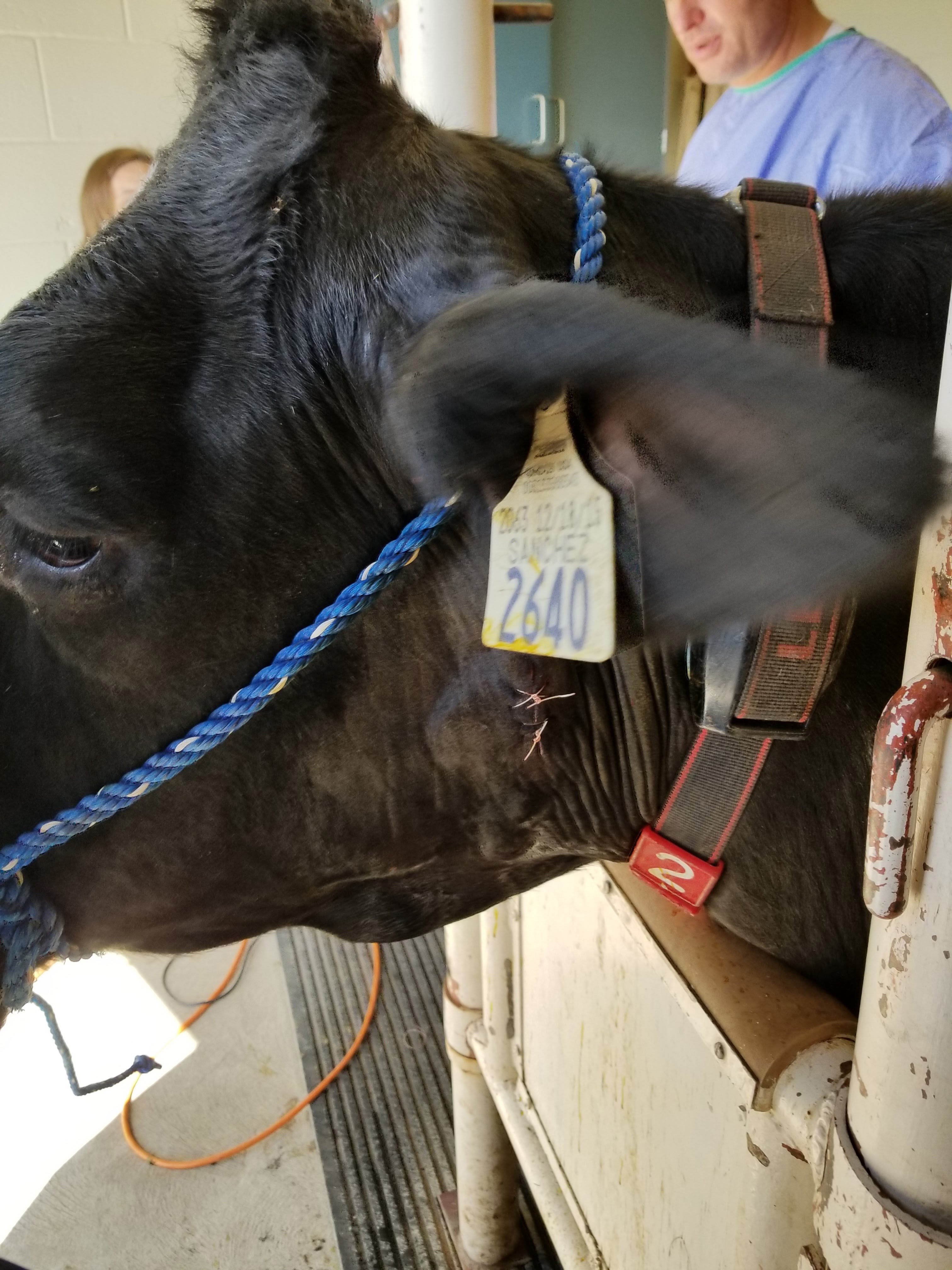 Una vaca en la Universidad Estatal de Utah