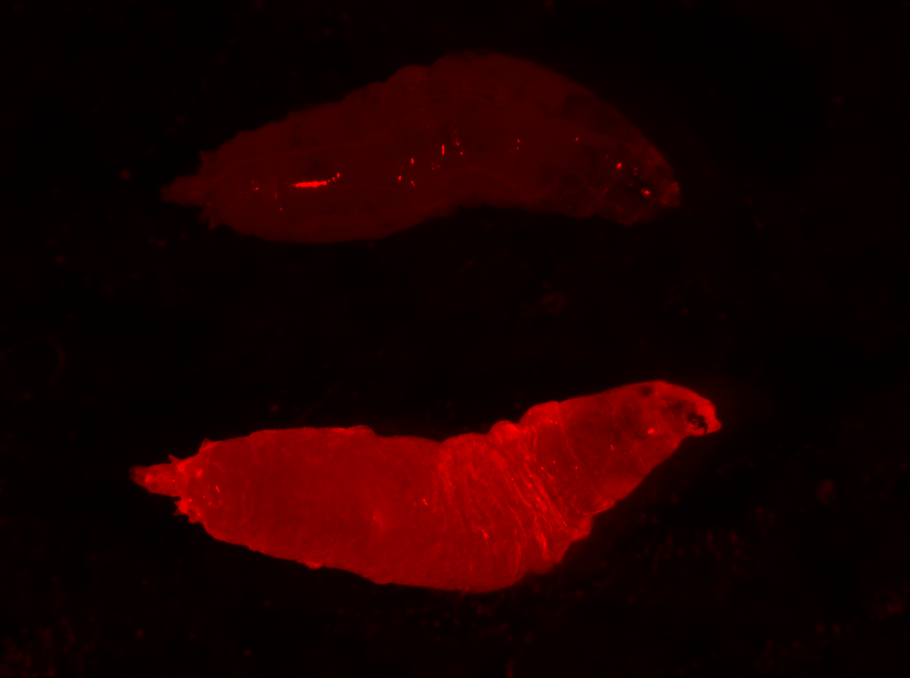 La larva de una mosca de la fruta se ilumina en rojo. La marca fluorescente indica que ha heredado un "impulso genético" o elemento genético egoísta de su madre.