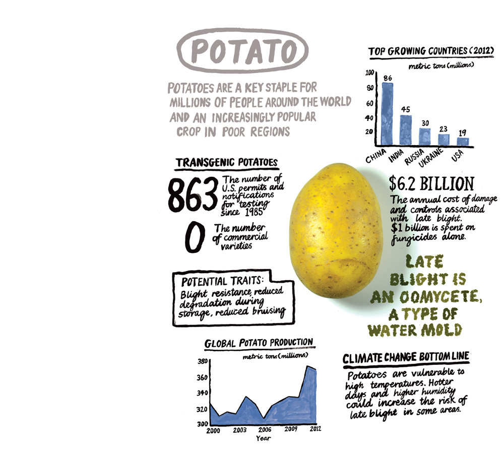 gmo opinion essay should genetically modified foods be sold in grocery stores speech