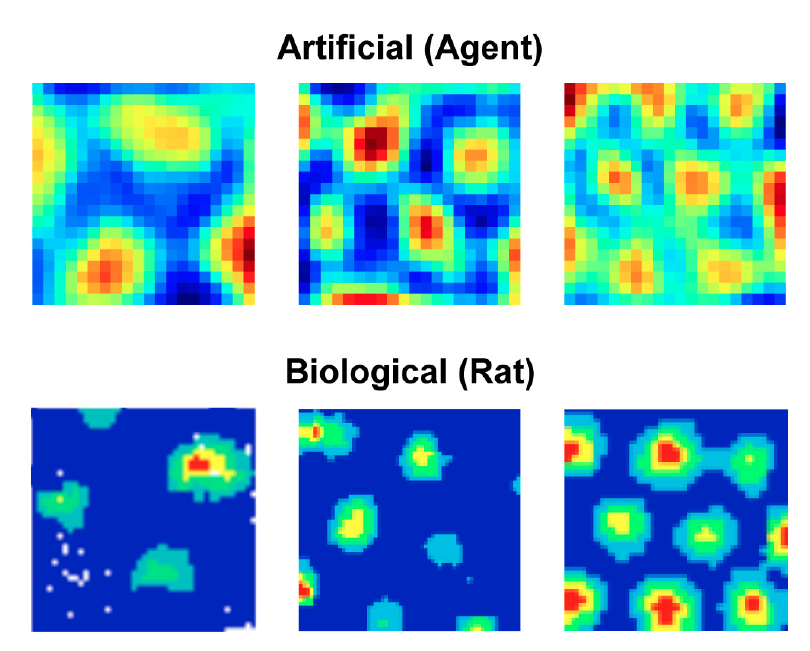 Se ven células parecidas a grillas en redes neuronales biológicas y artificiales.