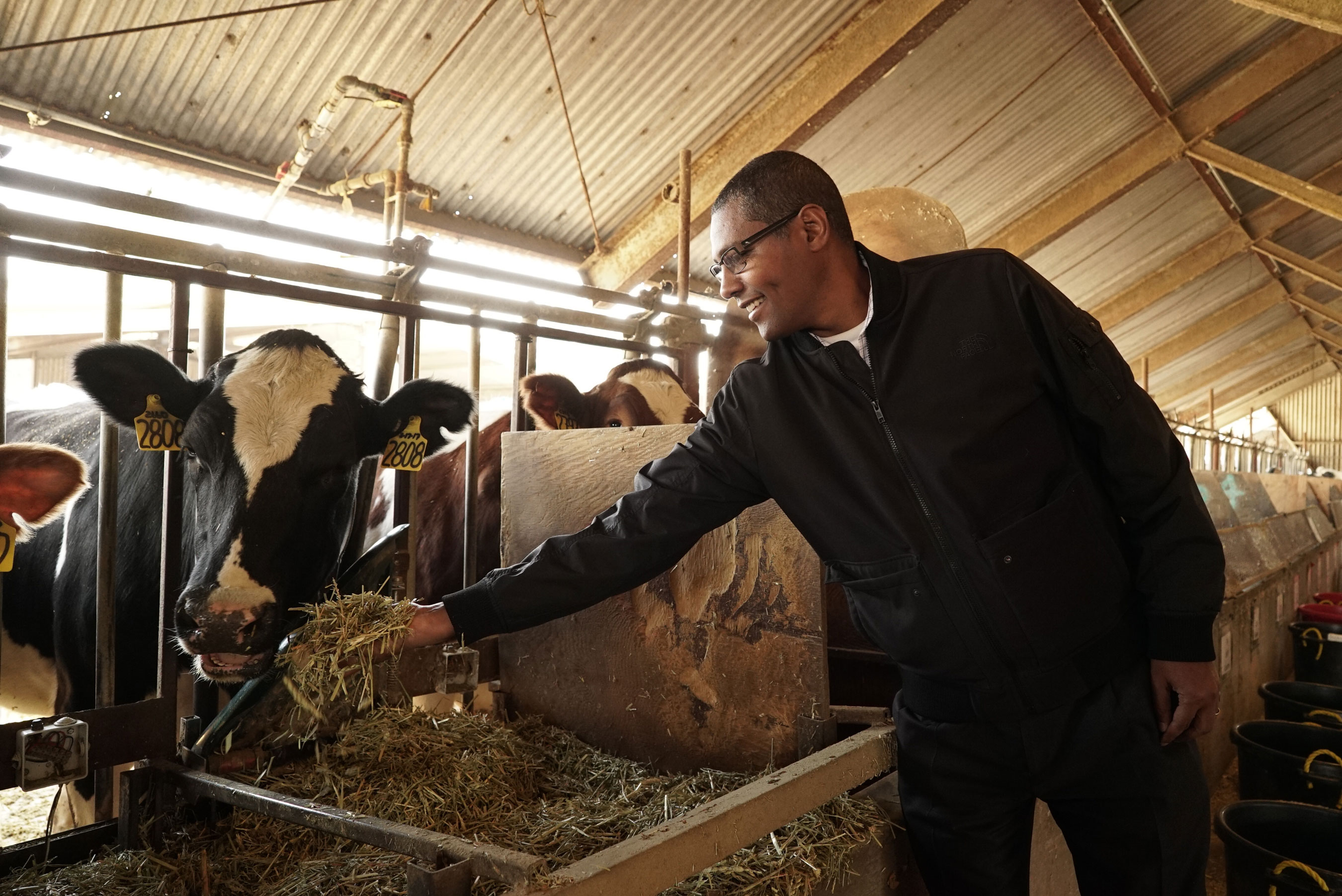 La profesora de UC Davis, Ermias Kebreab, alimenta a una vaca en el campus.