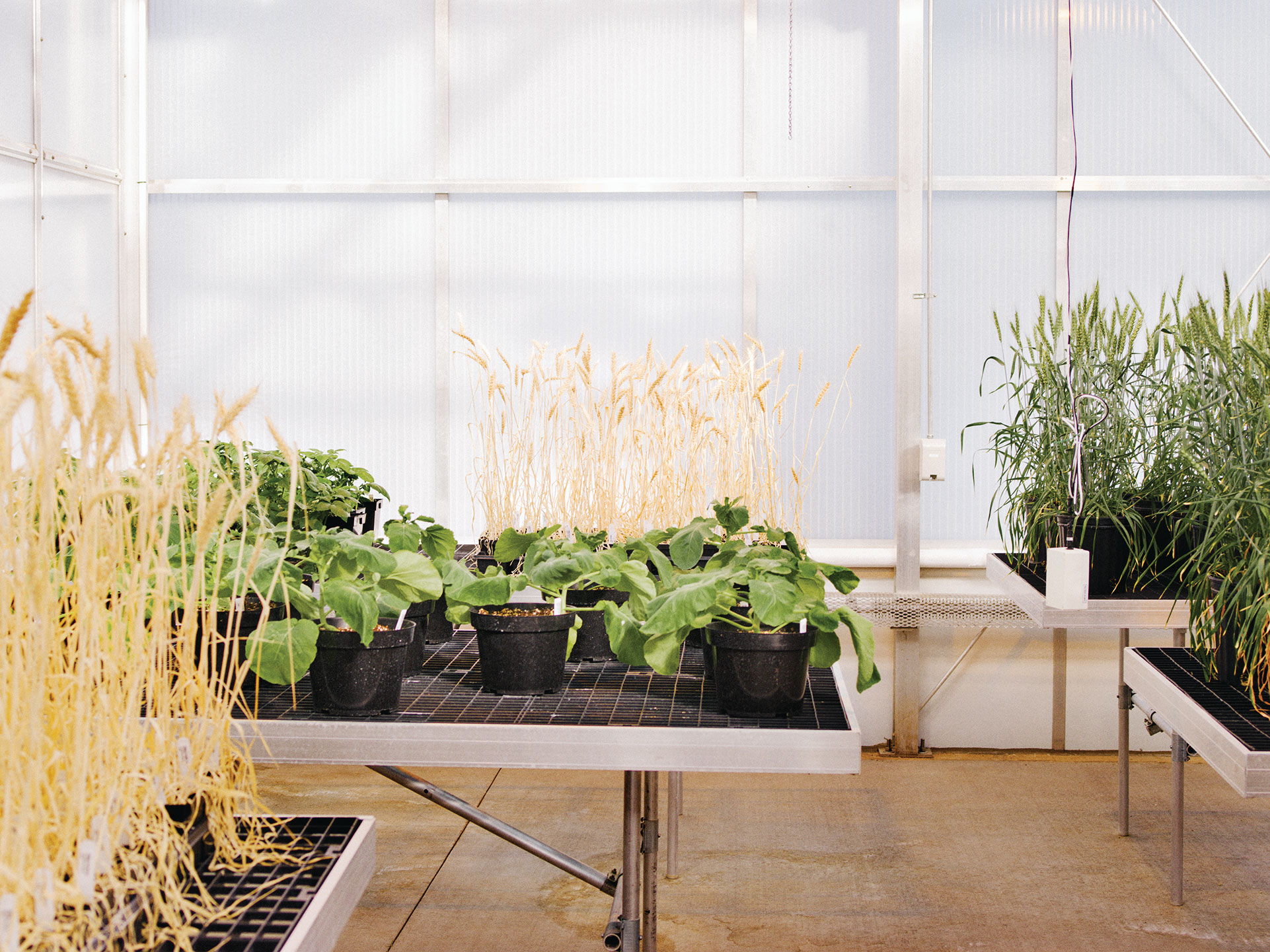 Las plantas de diseño crecen bajo luz artificial en el invernadero de Calyxt, una empresa de edición de genes en Minneapolis.