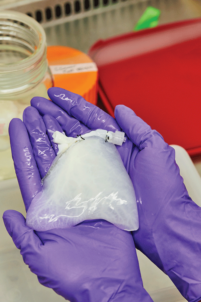 El laboratorio también ha utilizado el mismo proceso para eliminar con éxito las células de los pulmones humanos, como se muestra aquí, para su uso como andamios.