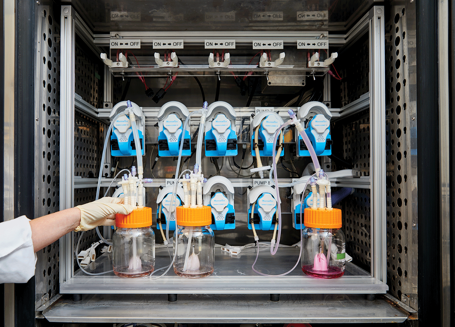 Tres pulmones de rata se prueban en una incubadora bajo diferentes condiciones para encontrar el mejor proceso para regenerar los órganos.