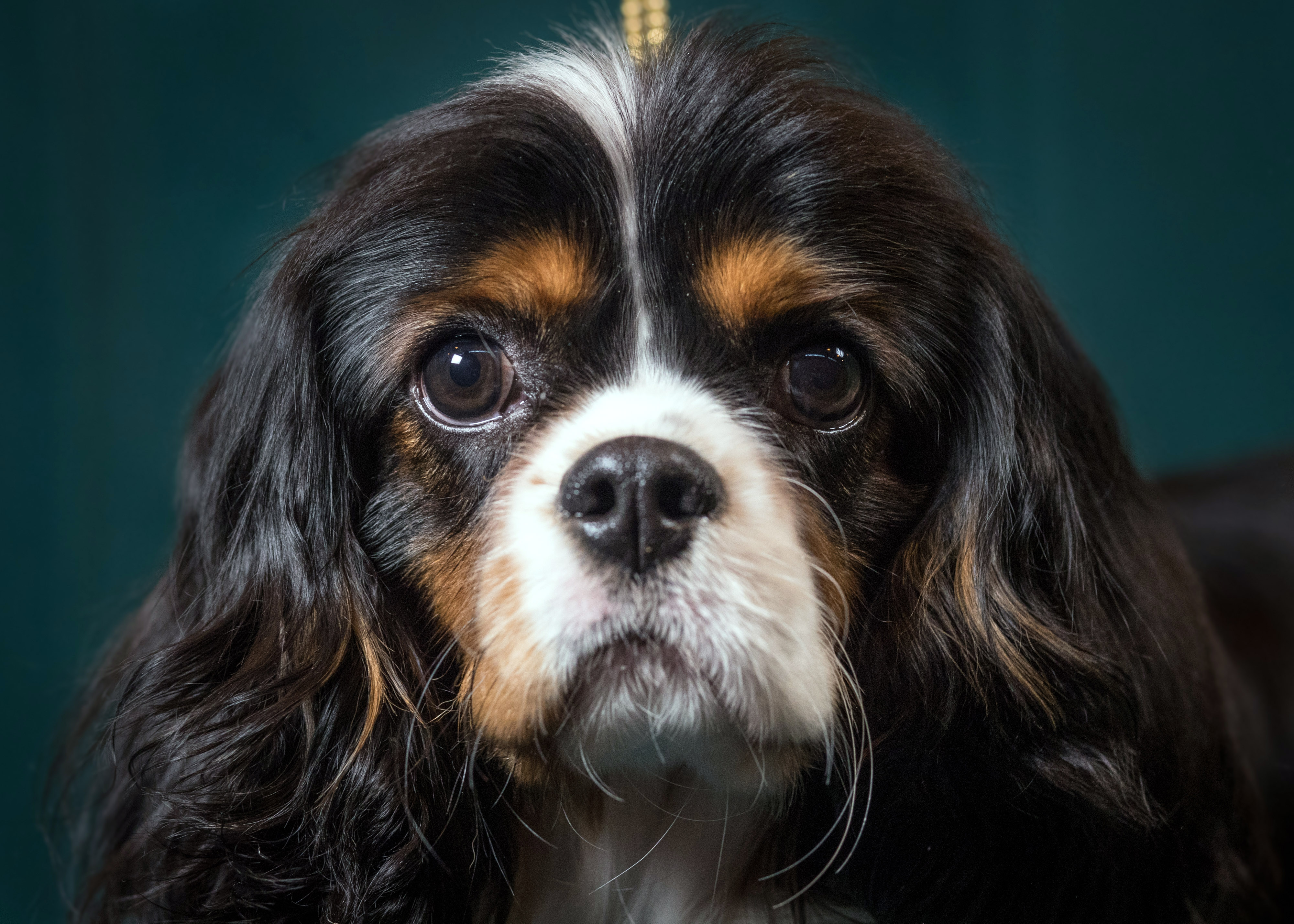 Un Cavalier King Charles Spaniel. La adorable raza está plagada de una condición genética del corazón que los científicos están tratando de revertir.