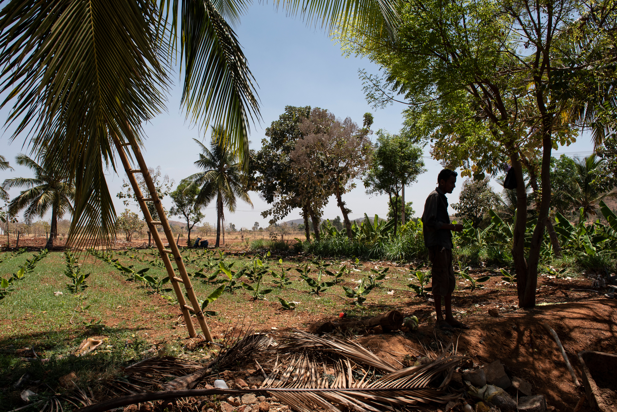 Pranesh Krishna Murthy administra una granja familiar al sur de Bangalore. Después de instalar una bomba de agua que funciona con energía solar y el riego por goteo, han podido cultivar más tierras y cultivos más sedientos como las sandías y los plátanos.