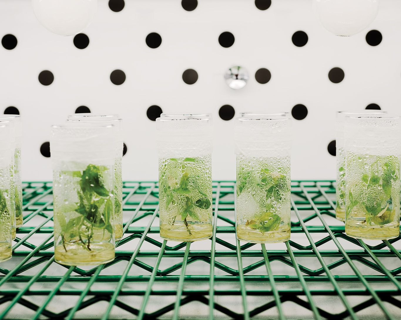 Estas plantas jóvenes de yuca han sido genéticamente modificadas para procesar la luz solar de manera más eficiente.