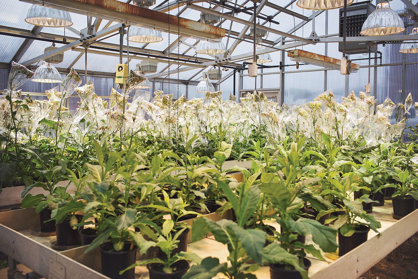 Las plantas de tabaco de ingeniería en este invernadero se emparejan con bolsas para recoger las semillas que caen, para su uso en futuras pruebas.