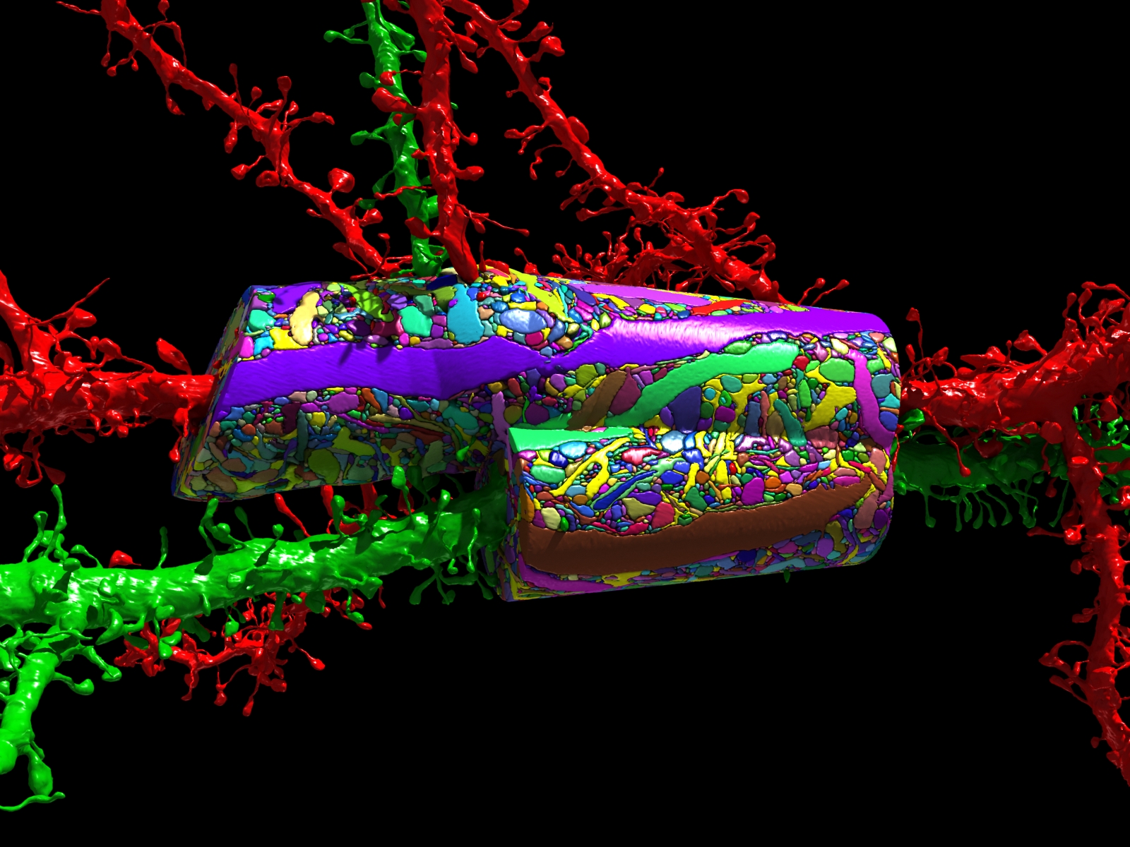 Los cubos coloreados son útiles en ilustraciones tridimensionales (como las de arriba y abajo) de varias estructuras y procesos neuronales, dando a los científicos su mapa más detallado de lo que realmente sucede en el cerebro.
