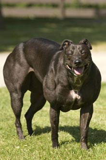 myostatin related muscle hypertrophy dog