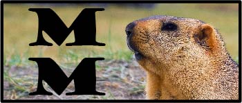 More Marmots! logo