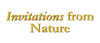 Invitations from Nature logo