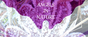 ANGELS IN NATURE, Guidance Cards logo