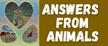 Answers From Animals logo