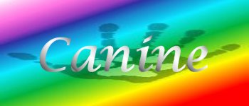 Rainbow Canine Divination  logo