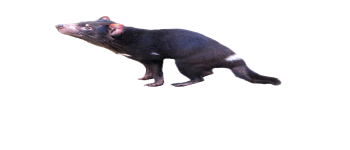 Tasmanian Devil Game logo