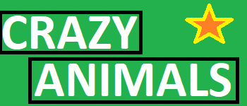 Crazy Animals logo