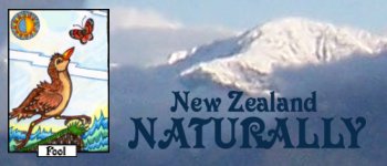 NZ Naturally Tarot  logo