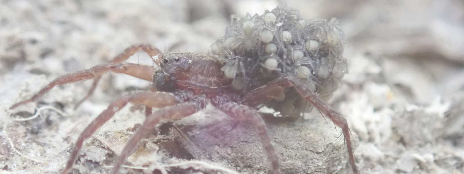 Wild Nature Cards - Spiders 1
