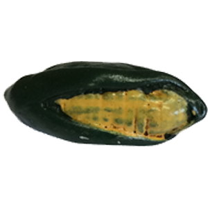 Premium Corn Thumbnail