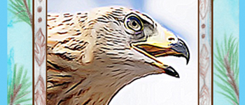 Animal Spirit Card Deck logo