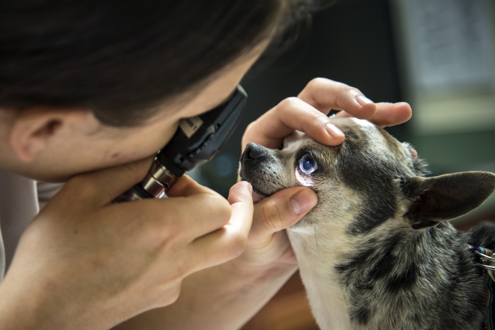 U.S. Army Capt. Kaila Chung, public health activity at Fort Gordon veterinarian, examines ‘Gizmo’, March 6, 2018, at Moody Air Force Base, Ga.
