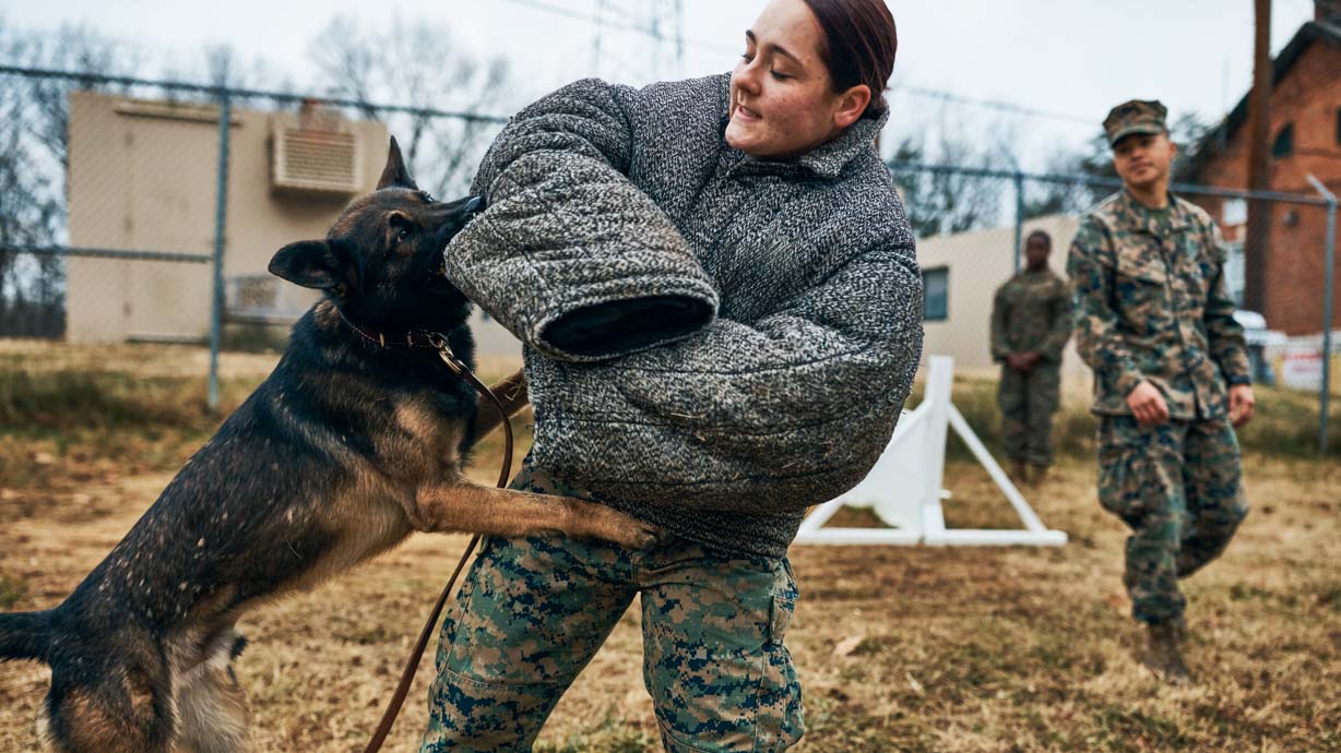 Military Dog Handlers