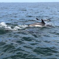 Decorative: dolphins swimming in open ocean