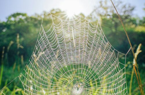 Spider web