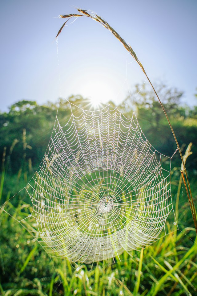 Spider web