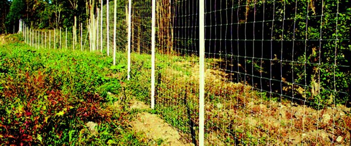 How Roads Impact Wildlife – Road Avoidance